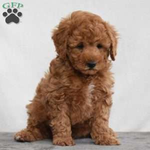 Watson, Cavapoo Puppy